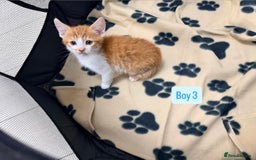 Mixed Breed cats for sale: 5 kittens available  - Image 11