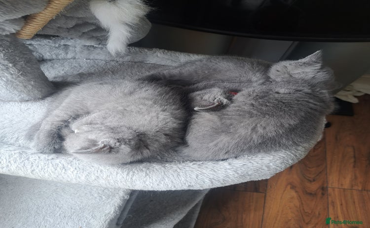 British Shorthair cats - Advert 1
