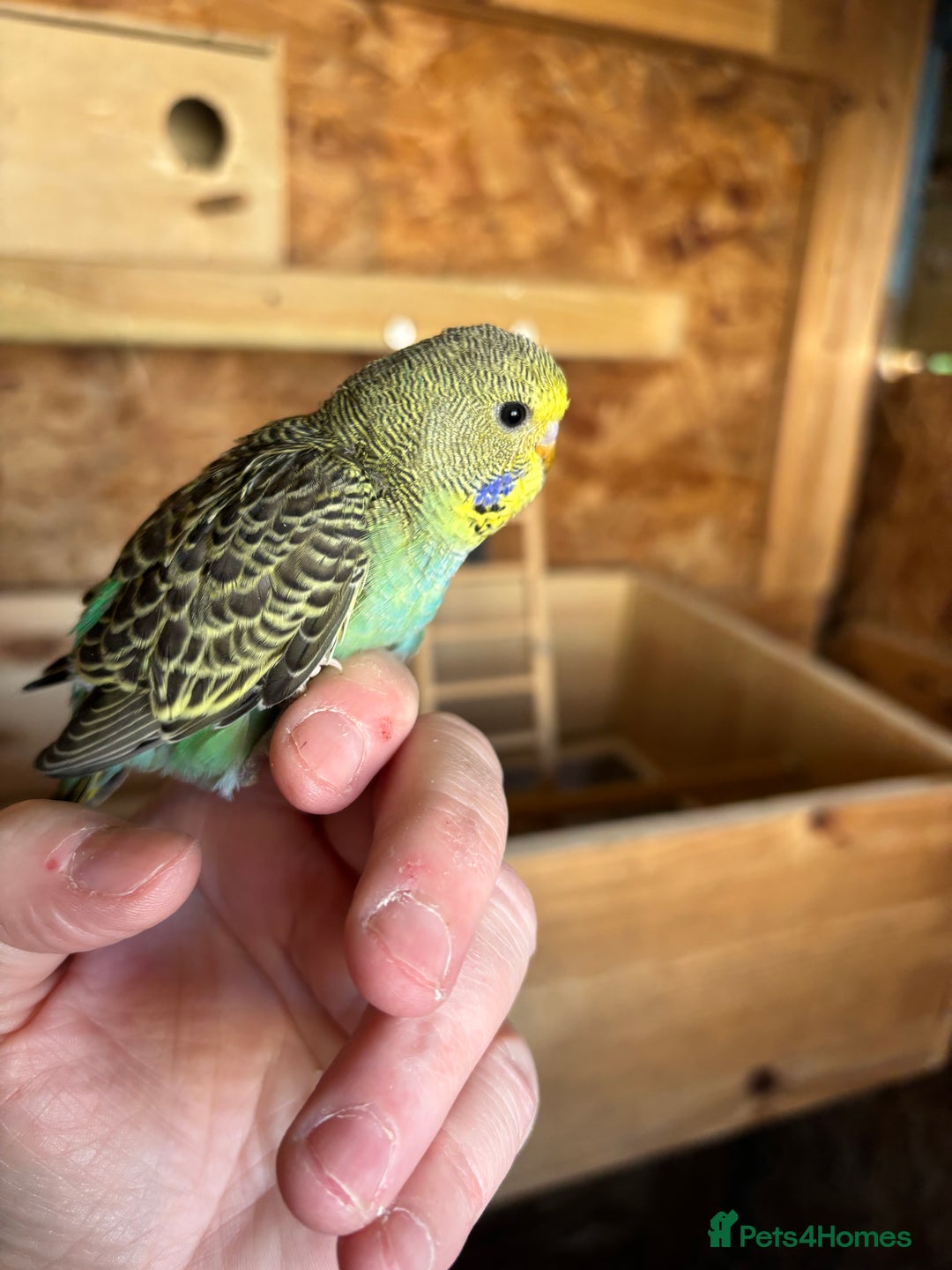 Budgerigars birds for sale: Young Budgies  - Image 3