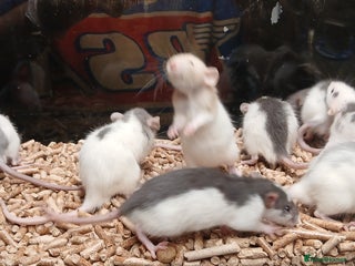 Rat rodents Baby Dumbo Rats Males and Females - Advert 7