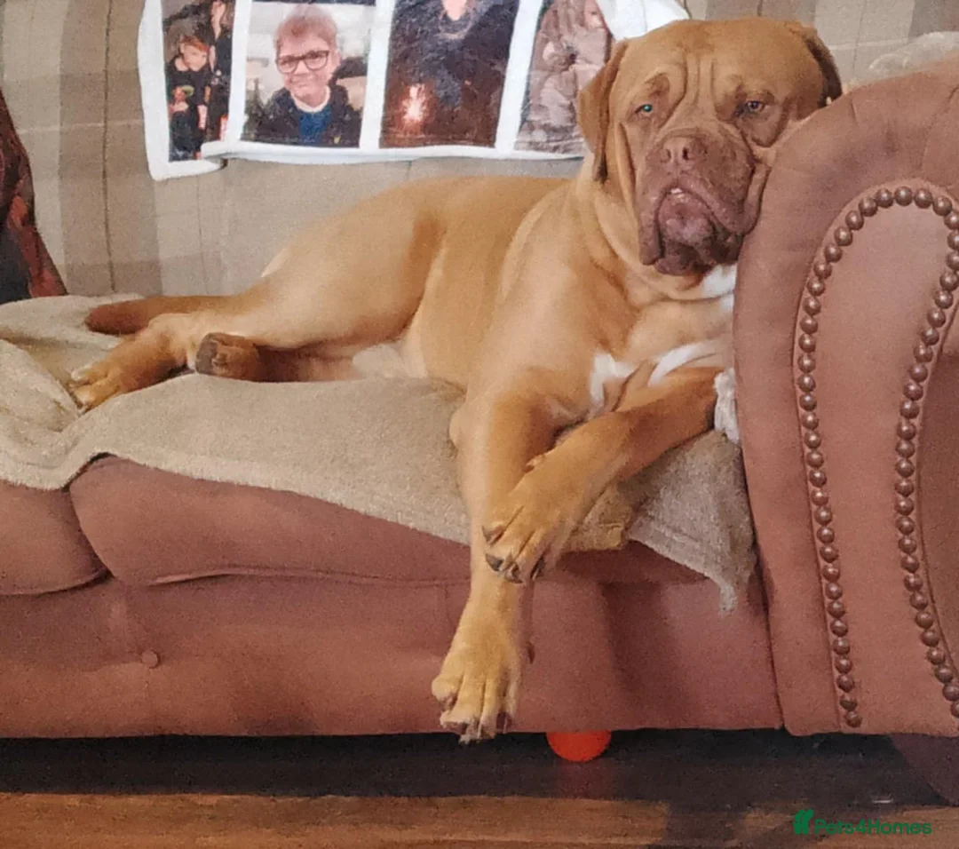 Bullmastiff dogs for stud: Douge x bullmasstiff  - Advert 2