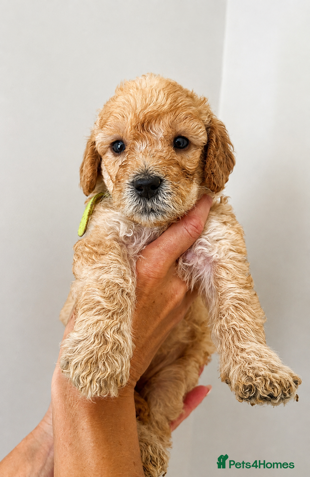 Labradoodle dogs ❤️ Beautiful Red F1b Labradoodle Puppies ❤️ - Advert 2