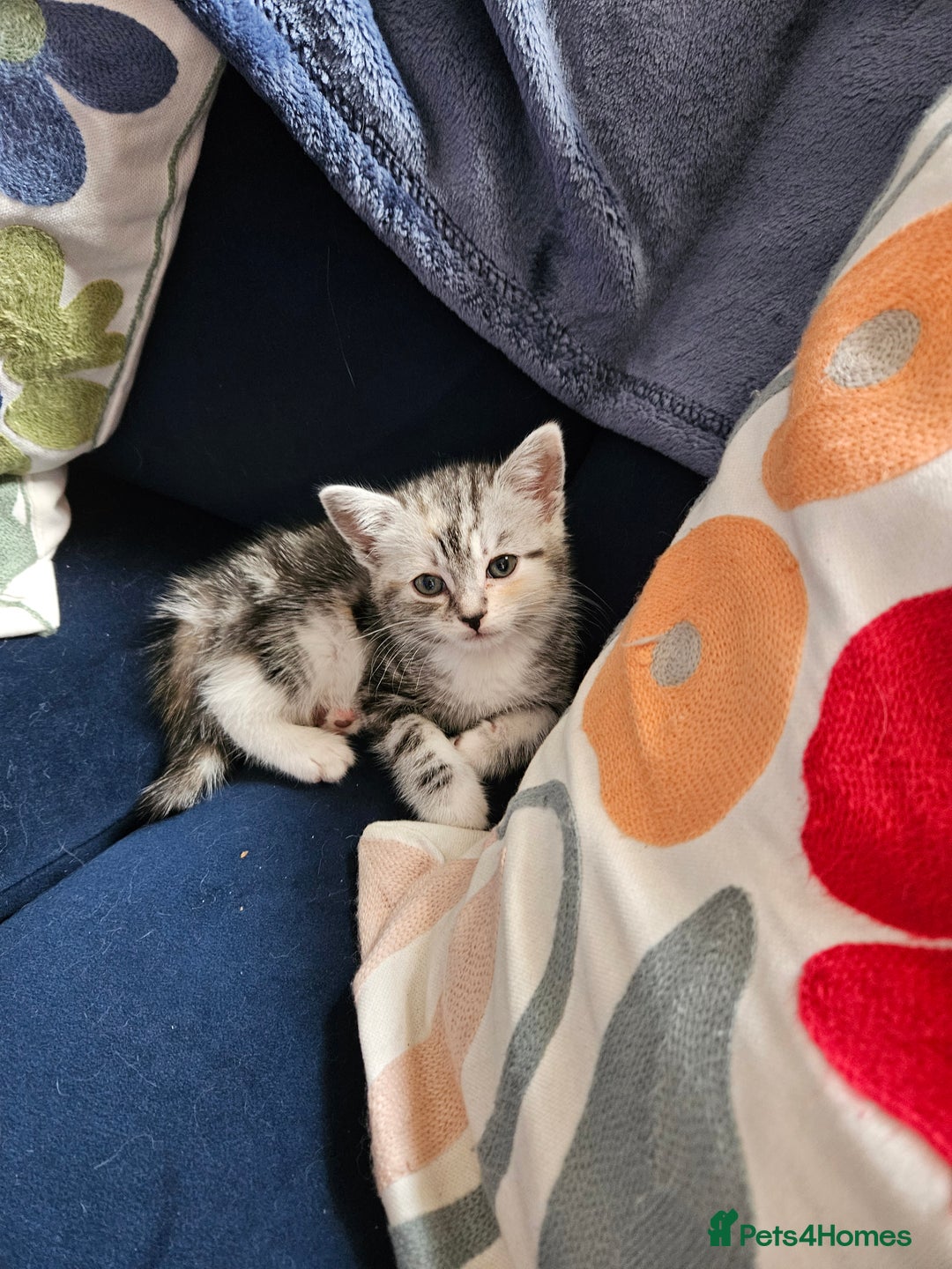 Mixed Breed cats for sale: Chinchilla Persian cross kittens  - Image 10