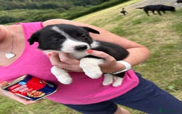 Border Collie dogs for sale: Mid Wales border collie pups  - Image 5