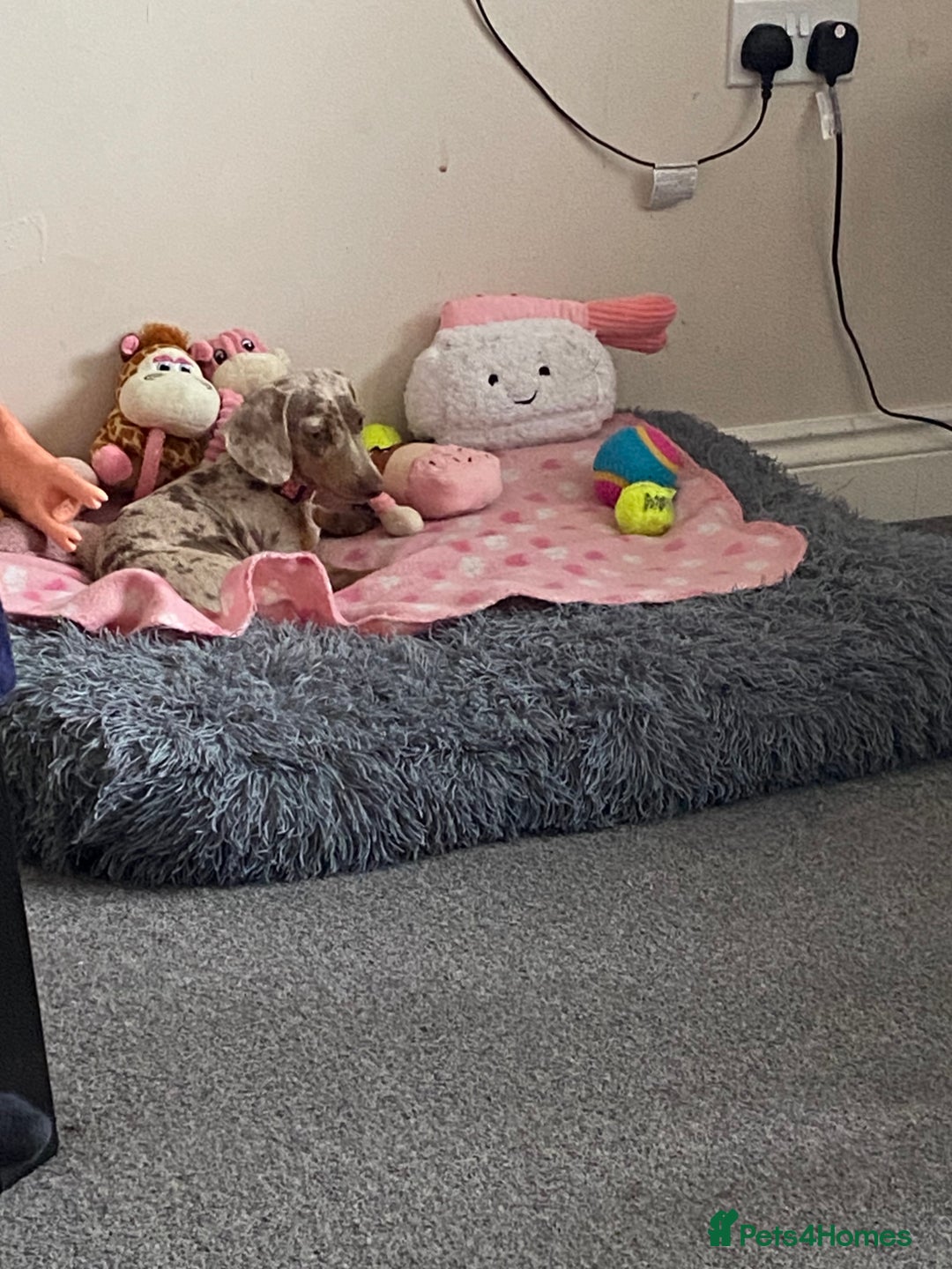 Miniature Dachshund dogs for sale: Miniature dachshund - Image 2