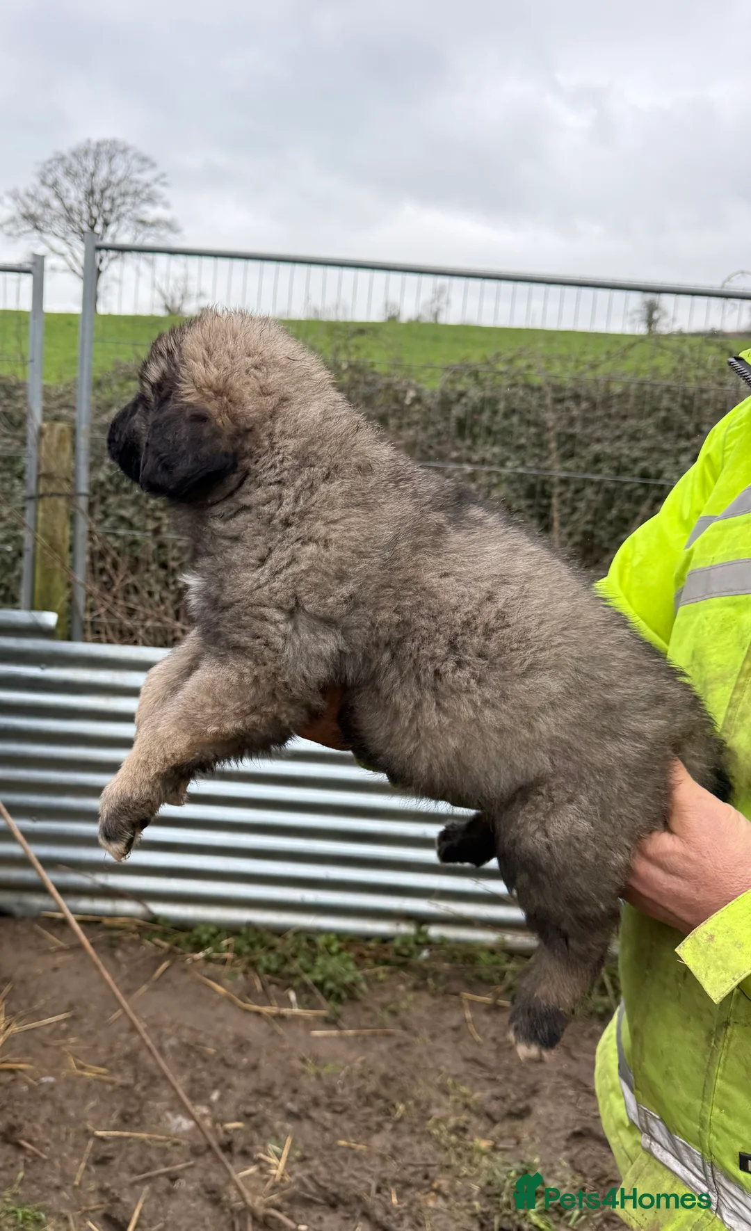 Caucasian Shepherd Dog dogs for sale: Beautiful Caucasian shepherd puppies in Radstock - Advert 15