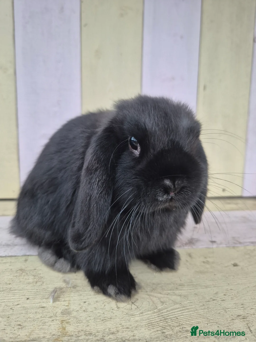 Mini Lop rabbits for sale: 🖤 black mini lop girlie for her furever home 🖤 - Advert 3