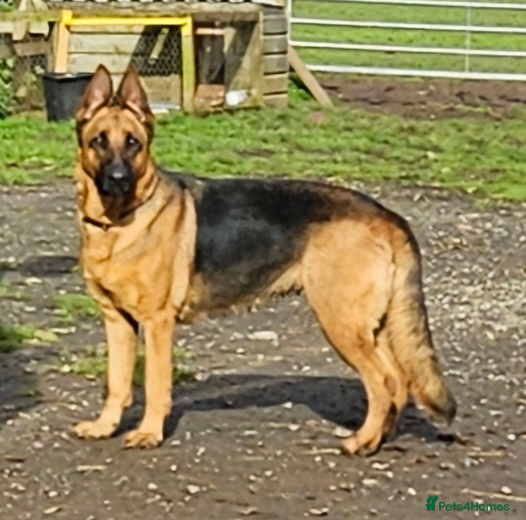 German Shepherd dogs for sale: German shepherd puppies  - Image 10