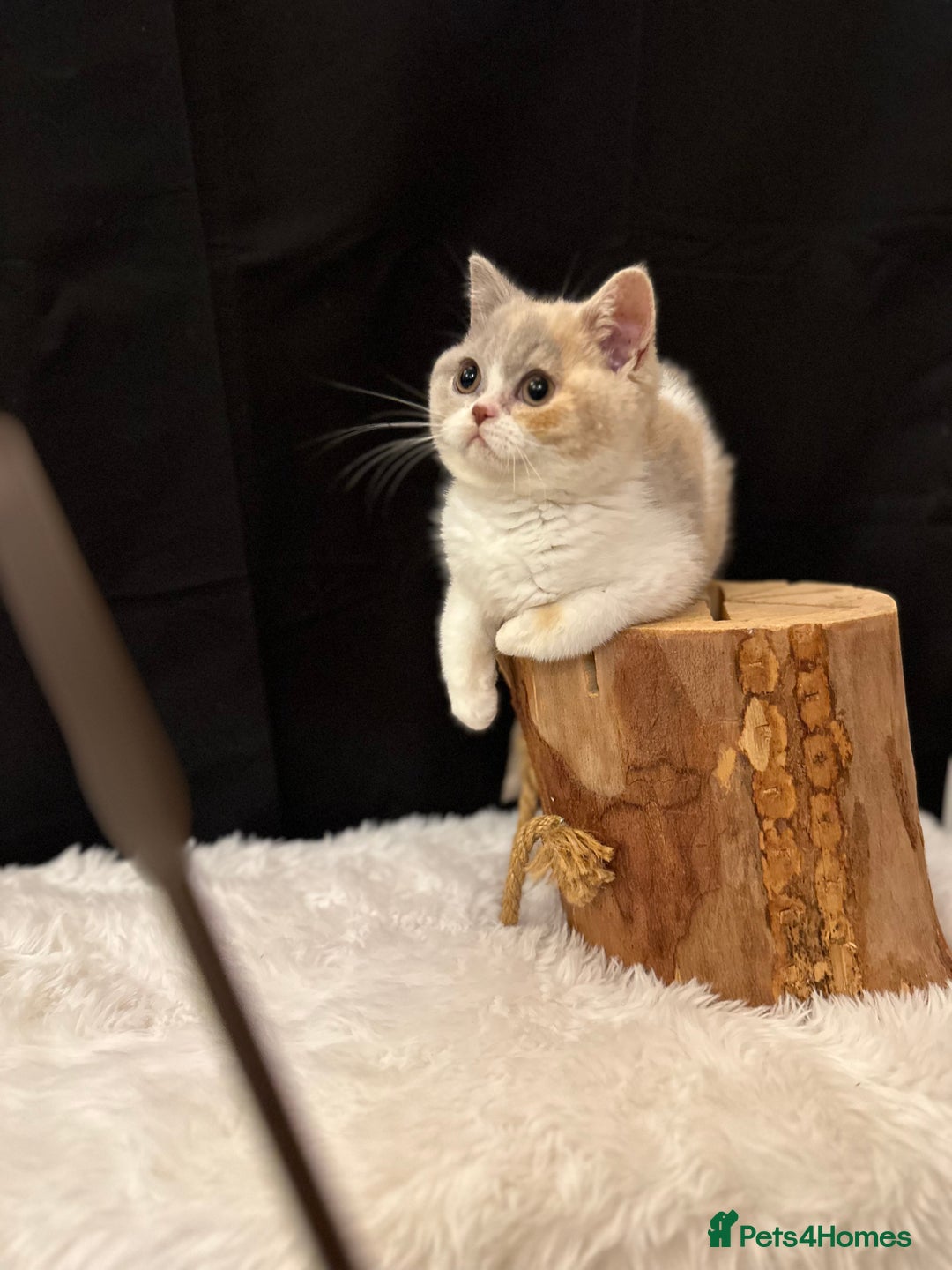 British Shorthair cats for sale: 💗 Gorgeous Full Pedigree BSH Trusted Breeder 💗 - Image 34