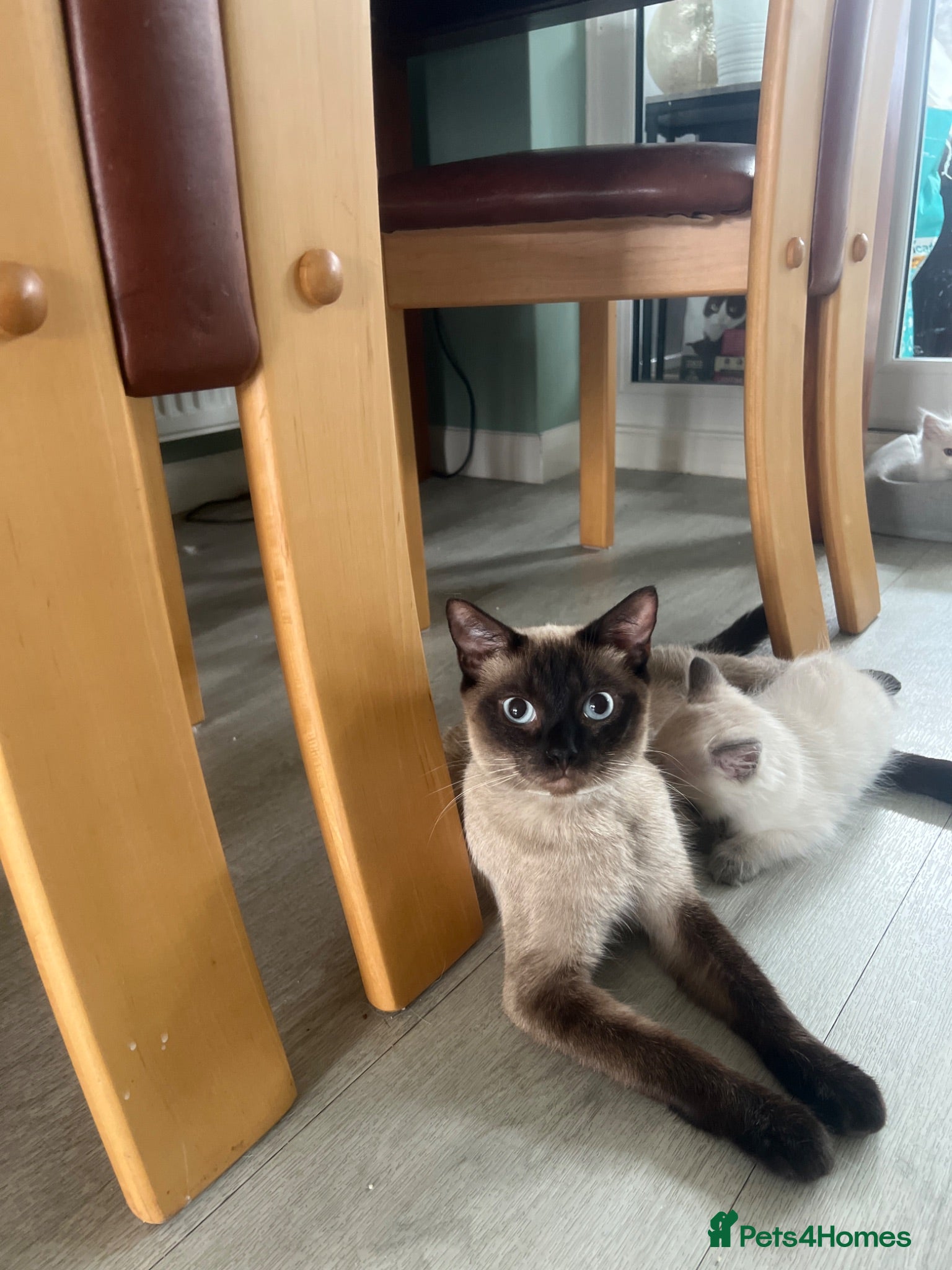 Ragdoll cats 8 gorgeous ragdoll kittens for sale - Advert 1