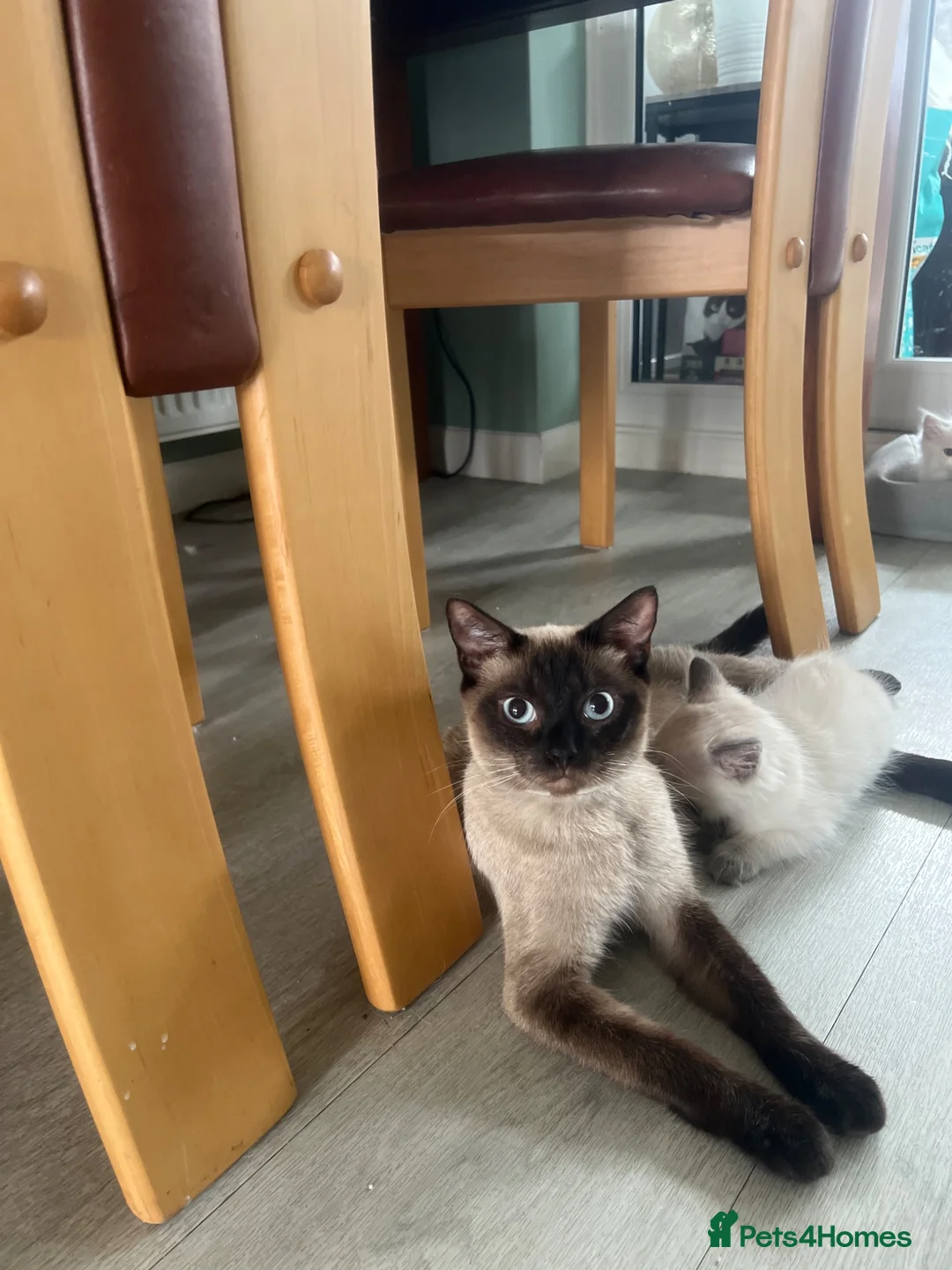 Ragdoll cats for sale: 8 gorgeous ragdoll kittens for sale - Advert 1