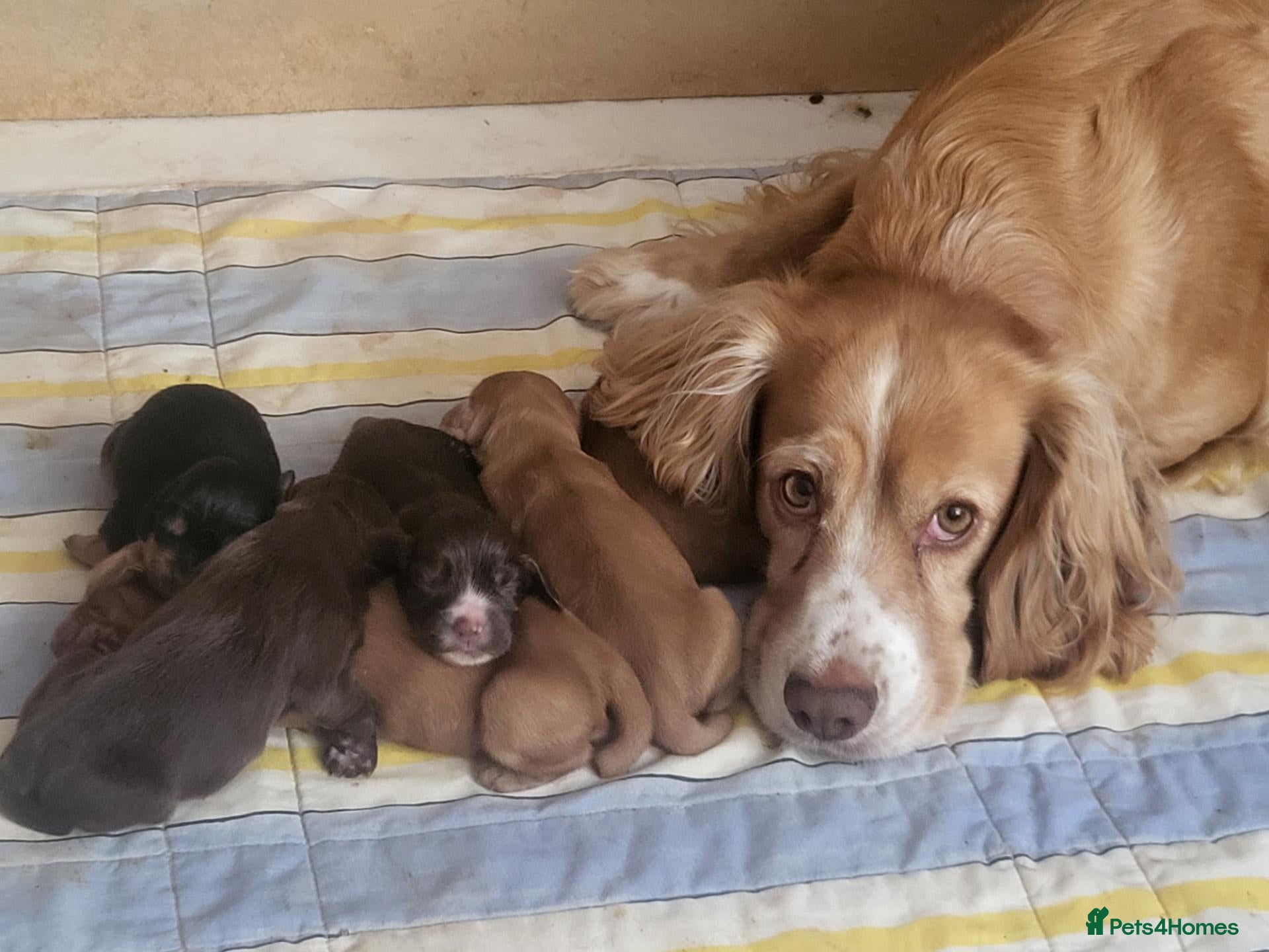 Cocker Spaniel dogs Working Cocker Puppies - Advert 1