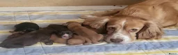 Cocker Spaniel dogs for sale: Working Cocker Puppies - Advert 1