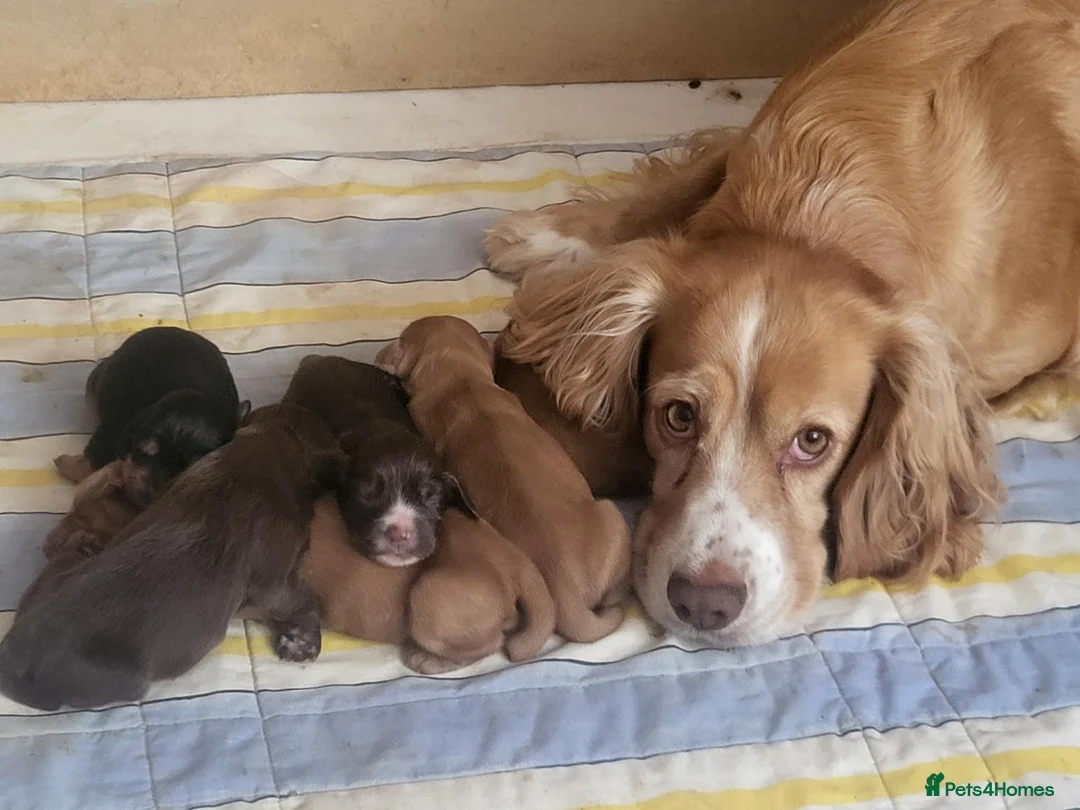 Cocker Spaniel dogs for sale: Working Cocker Puppies - Advert 1