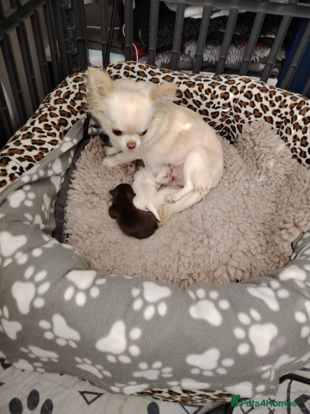 Chihuahua dogs for sale: Both girls are now reserved  - Advert 7