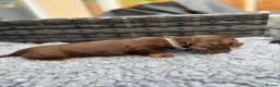 Dachshund dogs for sale:  Two Miniature long hair dachshund puppy’s  - Advert 6