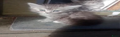 Maine Coon 6