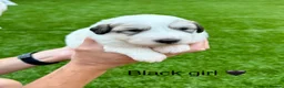 Pyrenean Mountain Dog dogs for sale: ONLY 1 Pyrenean Mountain Dog Puppies left 💙💛💙💛 - Advert 27