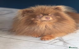 Pomeranian dogs for stud: Outstanding Choc Tan Boy kc 🔥 in Pontefract - Image 2