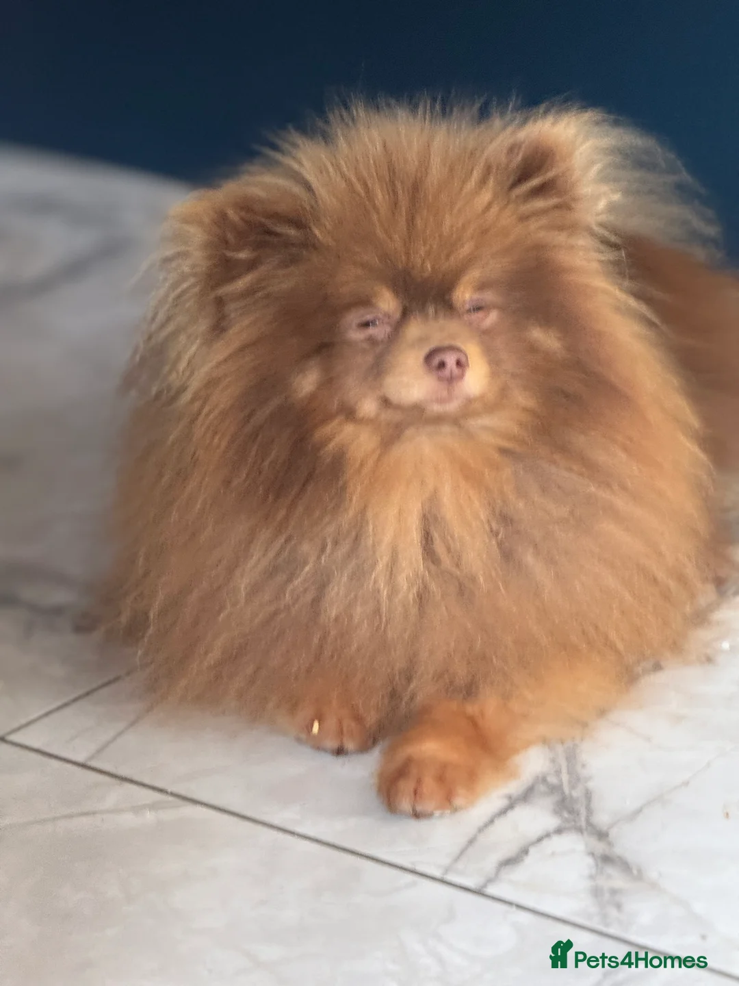 Pomeranian dogs for stud: Outstanding Choc Tan Boy kc 🔥 in Pontefract - Advert 3