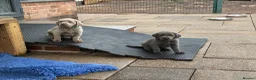 Labrador Retriever dogs for sale: Gorgeous KC Silver & Charcoal Labrador Pups - Advert 13