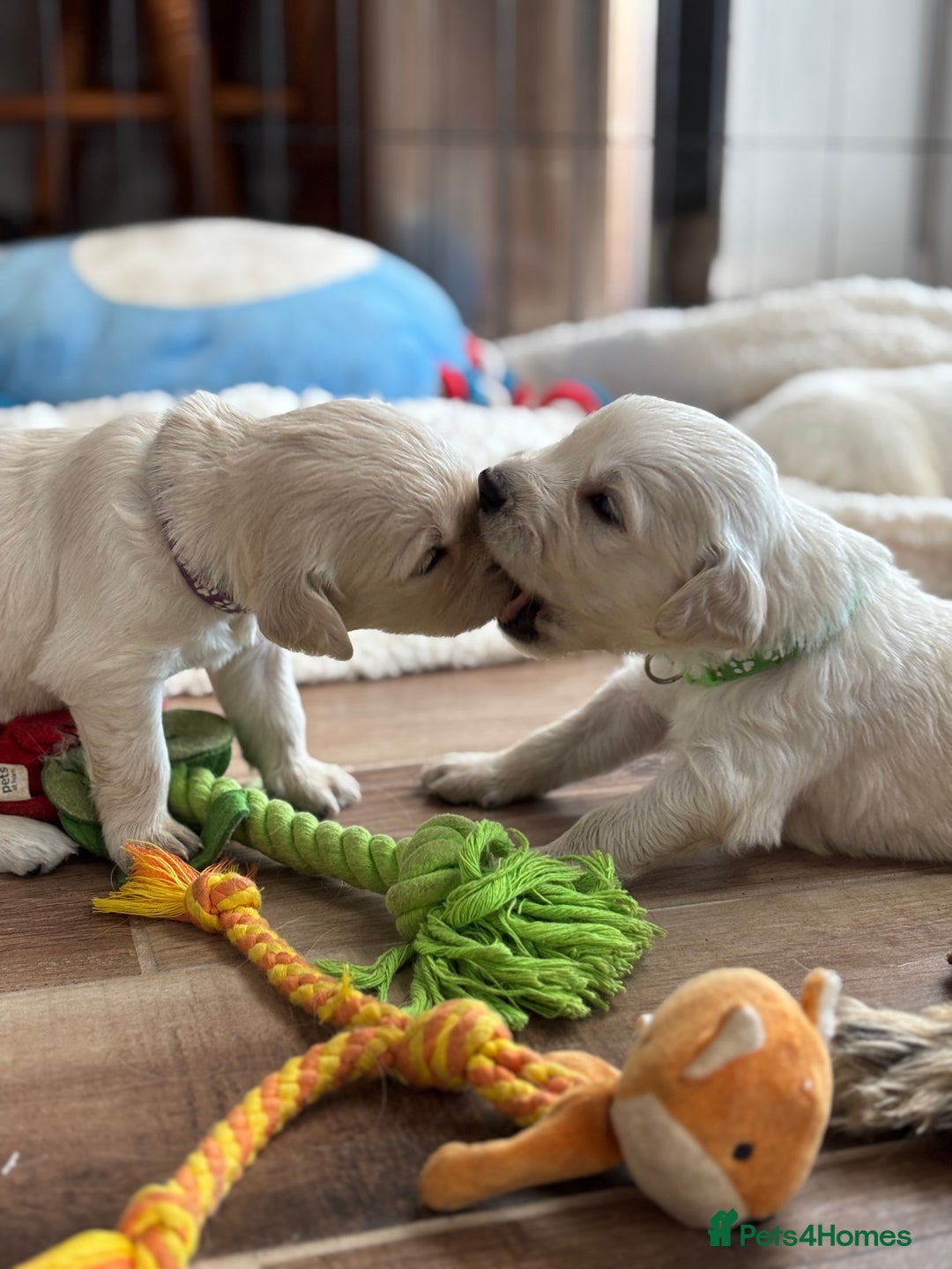 Golden Retriever dogs for sale: KC Registered Golden Retriever Puppies 🐾 - Image 15