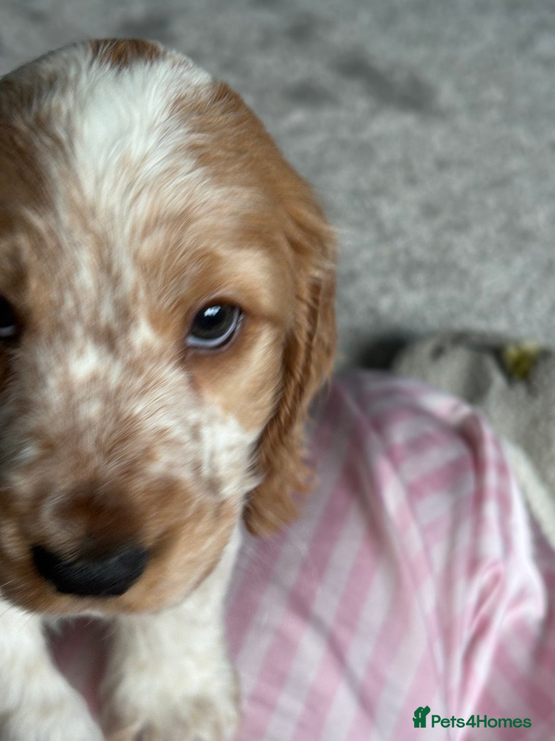 Cocker Spaniel dogs for sale: 2 orange roan cocker spaniels  - Advert 20