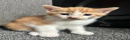 Mixed Breed cats for sale: 2 ginger boys for sale  - Advert 6