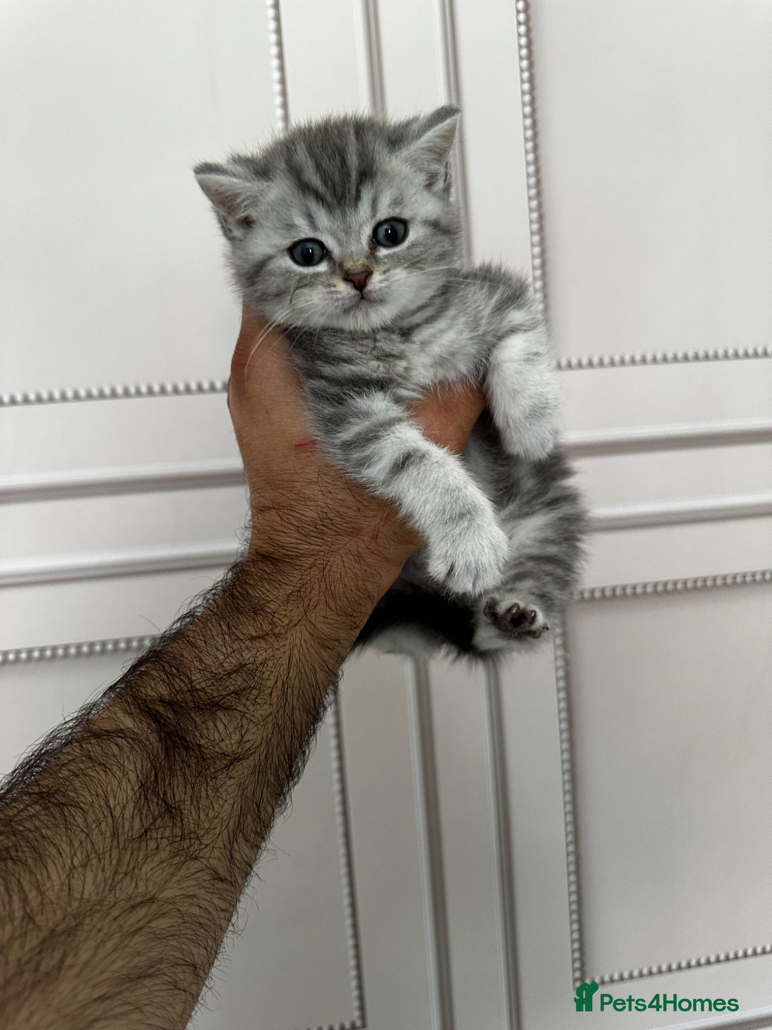 British Shorthair cats Silver British Shorthair boy (Full breed) - Advert 11