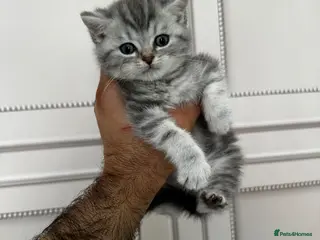 British Shorthair cats Silver British Shorthair boy (Full breed) - Advert 12