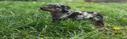Beauceron dogs for sale: 🌟Merdelaine Beaucerons🌟extensively tested litter - Advert 4