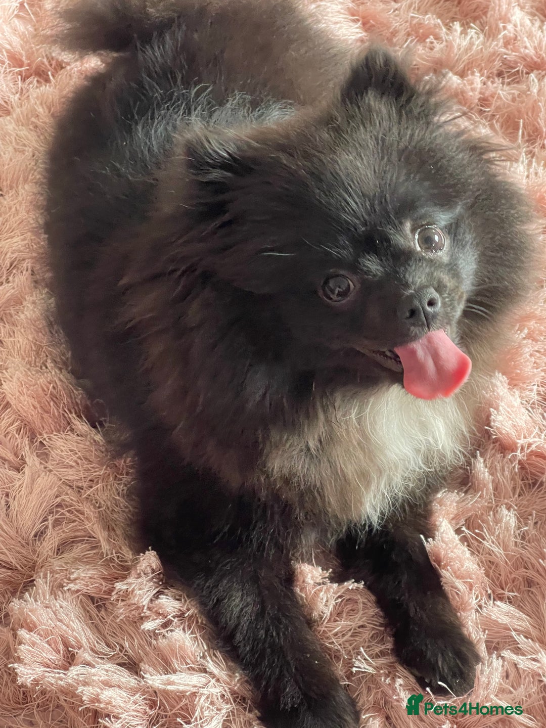Pomeranian dogs for sale: Beautiful Pomeranian girl for sale - Image 5