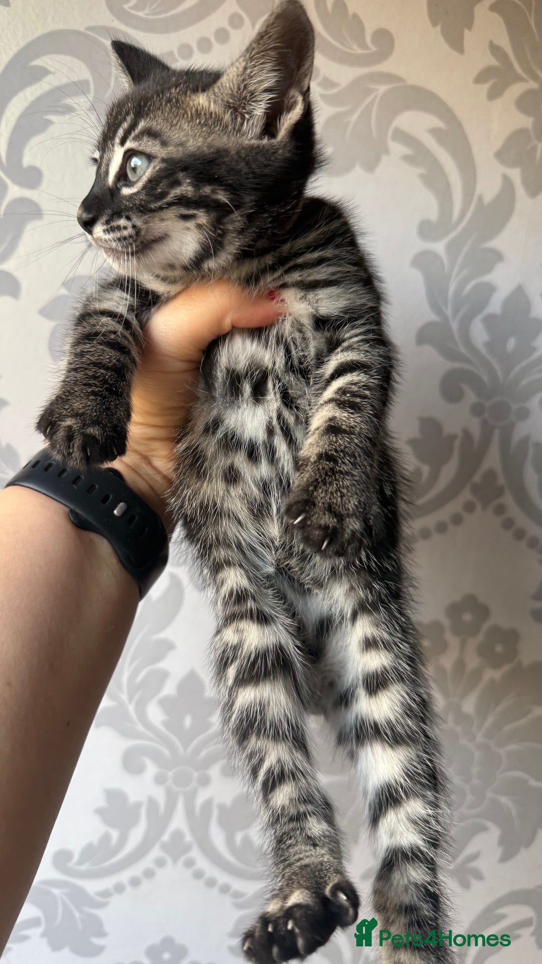 Mixed Breed cats for sale: Mixed bengal kittens - Advert 33