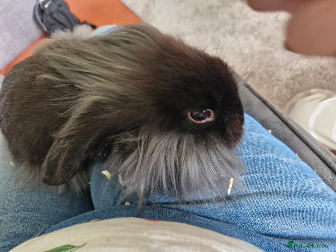 Lionhead rabbits for sale: Male bunny looking for his new home  - Image 3