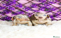 Miniature Dachshund dogs for sale: Ready now  - Advert 9