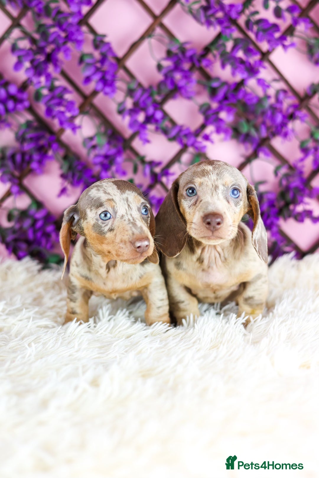 Miniature Dachshund dogs for sale: Ready now  - Advert 9