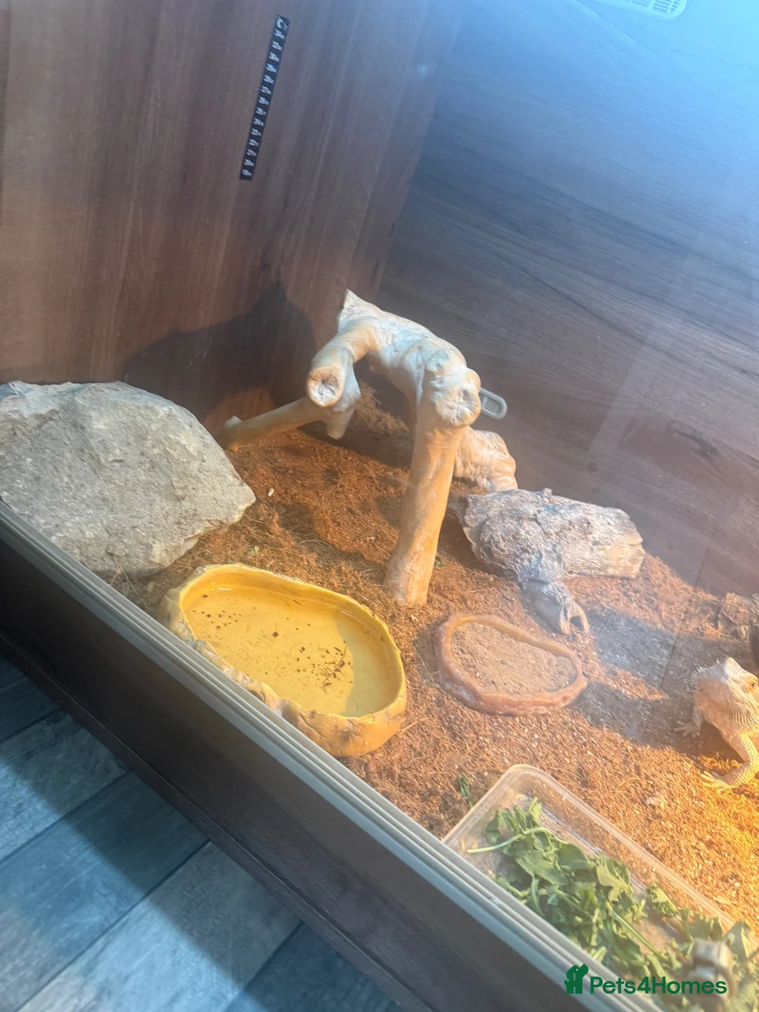 Bearded Dragon reptiles for sale: Male beaded dragon age 2  in Leeds - Advert 2