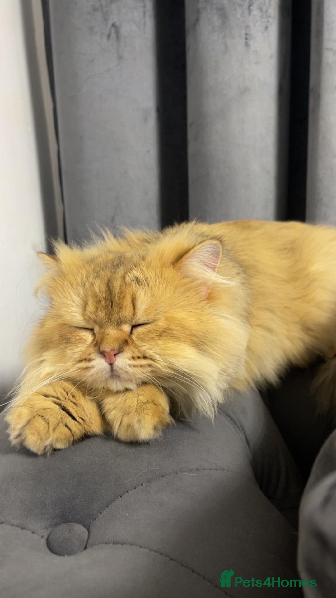 Persian cats for sale: Persian Male Cat  - Advert 3