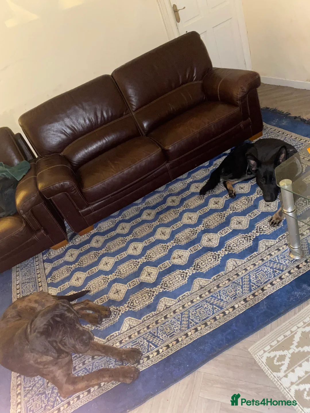 German Shepherd dogs for sale: German shepherd  - Advert 3