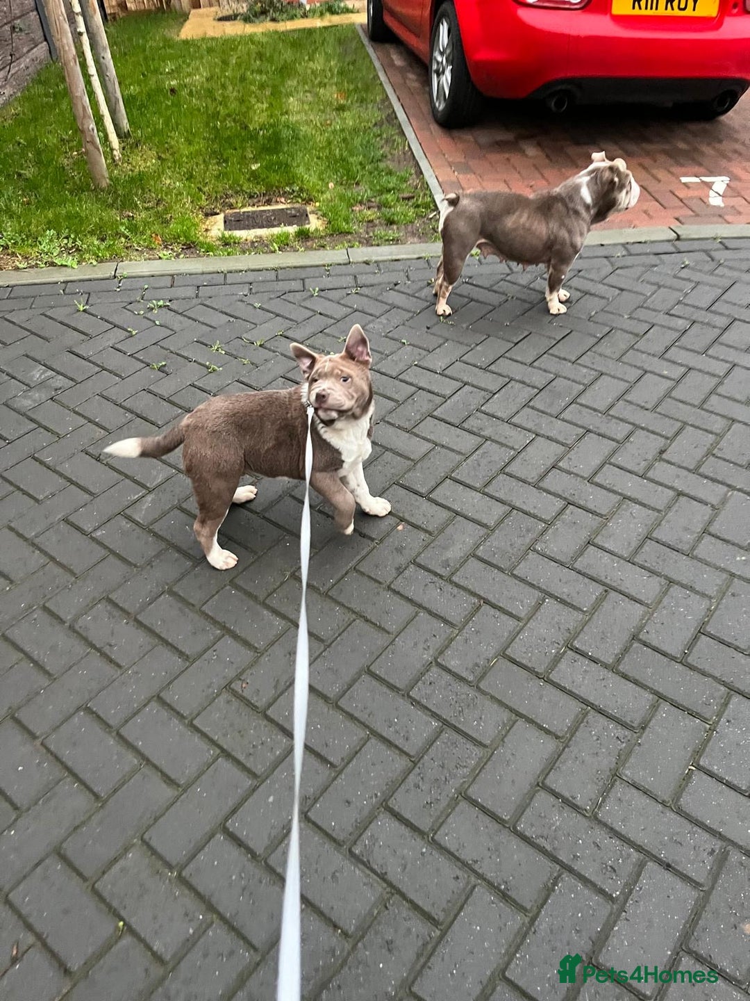 Mixed Breed dogs for sale: Miniature bulldog cross chowpei male - Advert 5