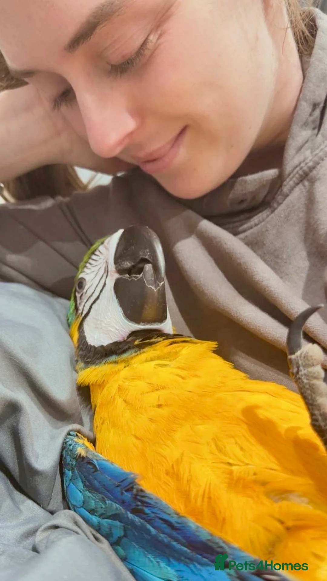 Macaws birds for sale: Baby Hand reared & Hand tamed Blue&Gold Macaw - Advert 6