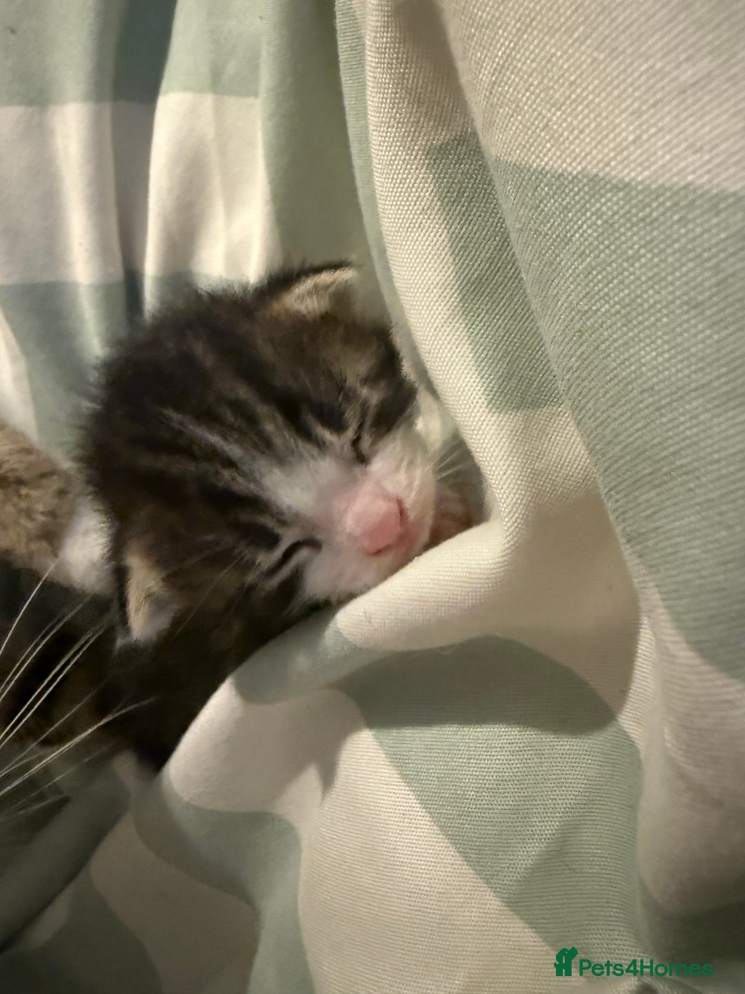 Domestic Shorthair cats for sale: 1 black, 1 tabby kitten - Image 1
