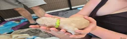 Golden Retriever dogs for sale: Beautiful Golden Retriever Pups - Advert 8