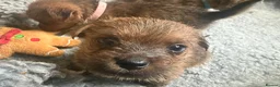 Norfolk Terrier dogs for sale: Norfolk Terrier Puppies for Sale – 1 Bitch 3 Dogs - Advert 3