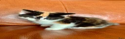 Mixed Breed cats for sale: Kittens Seeking Forever Homes! - Advert 5