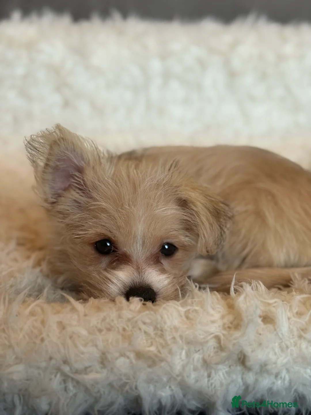 Mixed Breed dogs for sale: Ready to go! Unique mix - Maltese x JackChi Pups - Advert 11