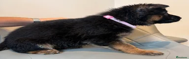 German Shepherd PINK COLLAR