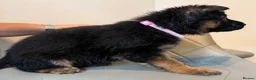German Shepherd dogs for sale: 1 BOY LEFT!!!!!!Ready to go to new family  - Advert 16