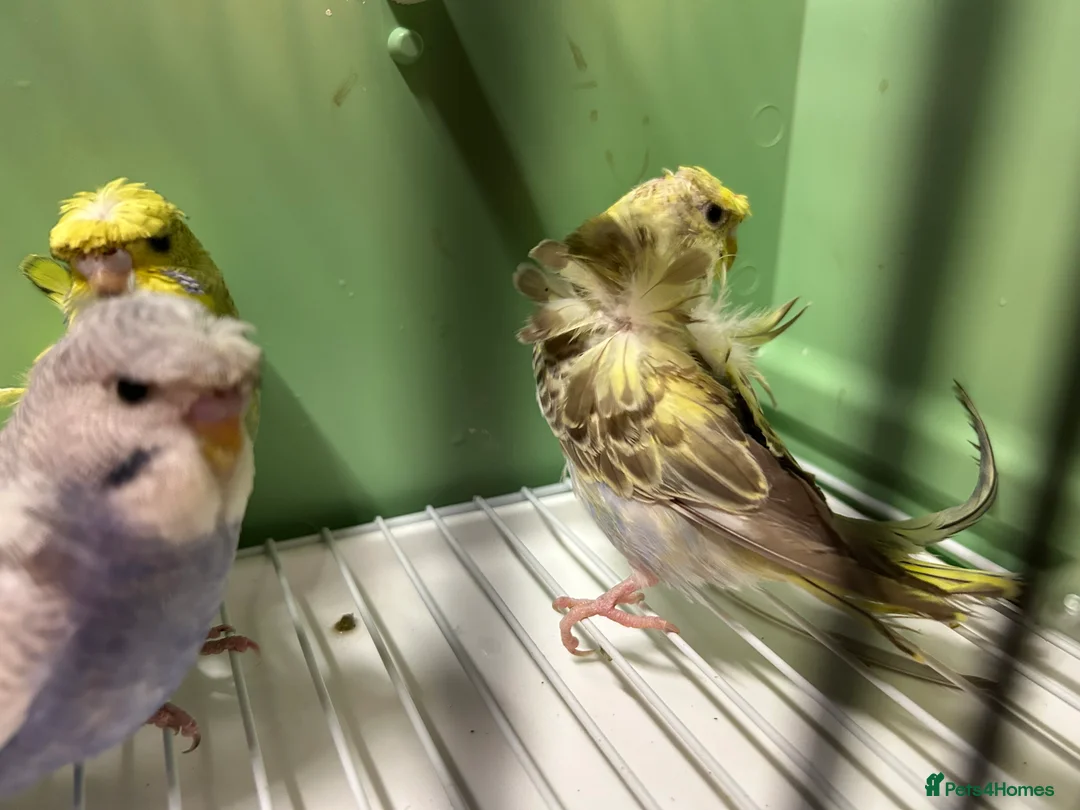 Budgerigars birds for sale: Helicopter/Hagoromo budgies for sale, good health - Advert 4