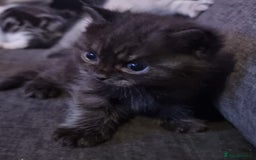 Persian cats for sale: Five loveable Persian kittens  - Image 9